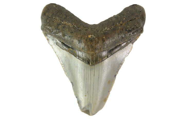 Bargain, Megalodon Tooth - North Carolina #152961